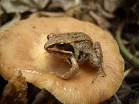 Идет набор участниц на ОСЕННИЙ ОБМЕН ЛЯГУШЕЧКАМИ, ПРИМАНОЧКАМИ!