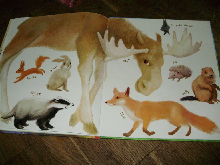 Лесной день