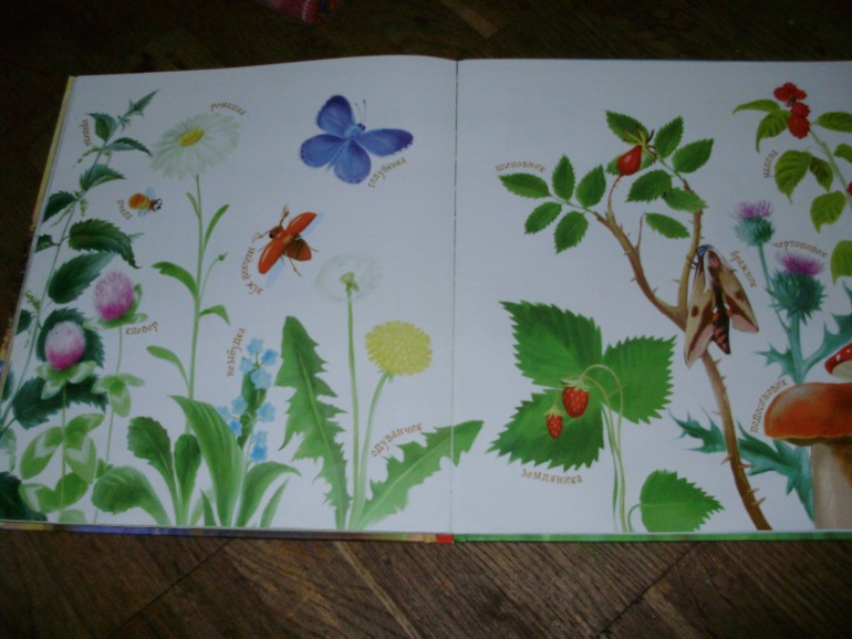 Лесной день