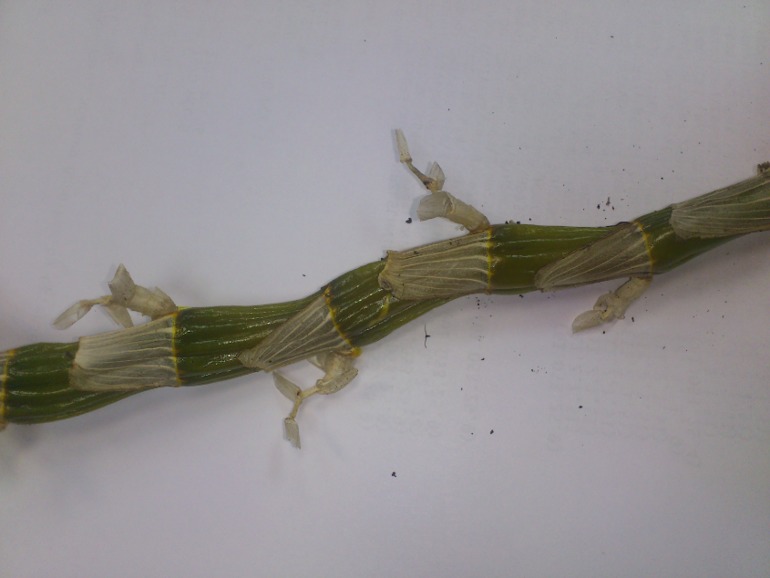 Пациент скорее жив или...(дендробиум)