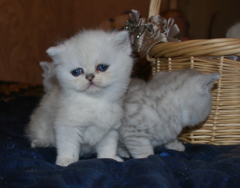 Серебряные шотлпндские котята с золотым характером