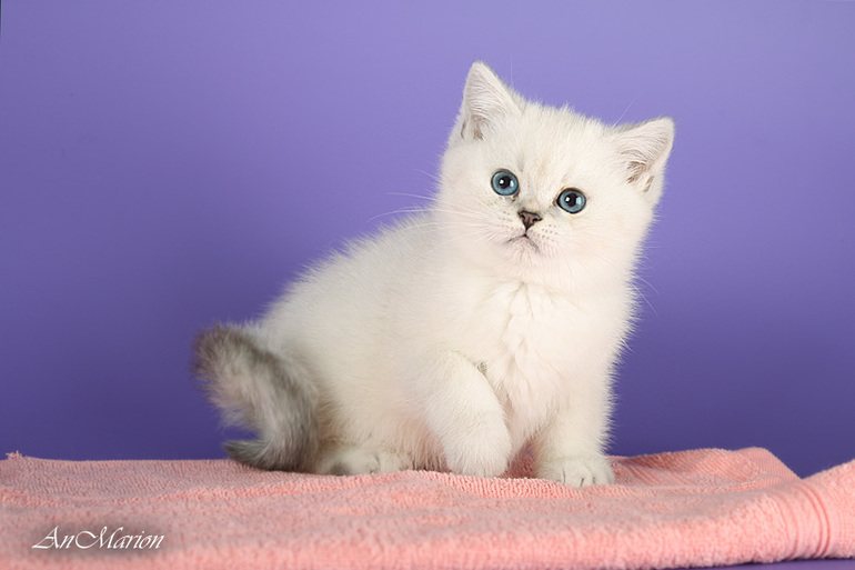 Скоро к нам приедет Ральфик