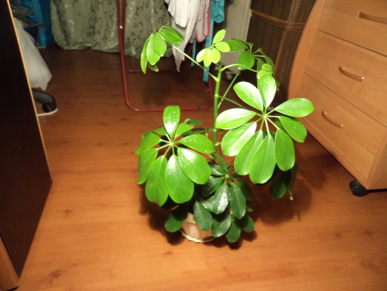 Мои жильцы!!!