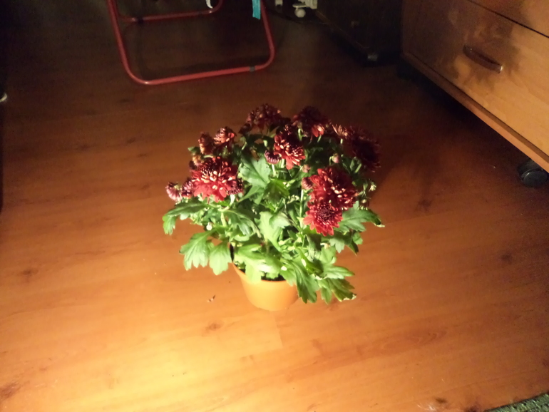 Хризантема.Как сберечь?