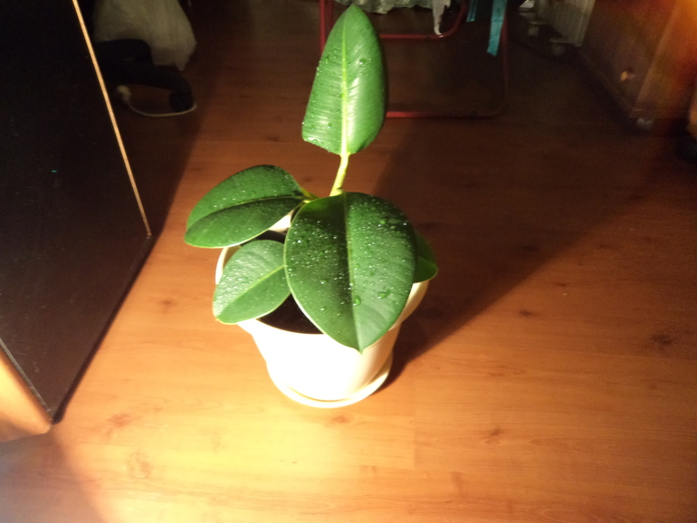 Мои жильцы!!!