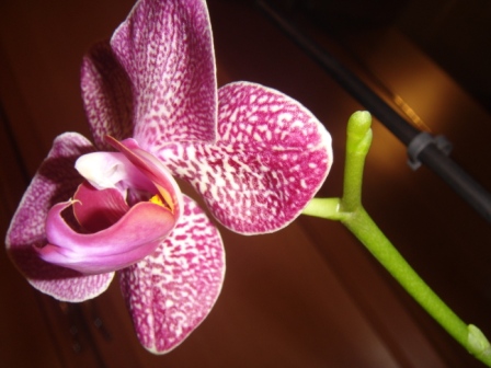 Орхидея