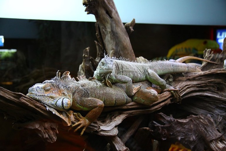 Эмираты или отдых для двоих.