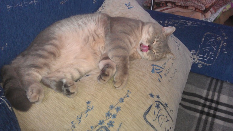 Моя любимая живность..)))