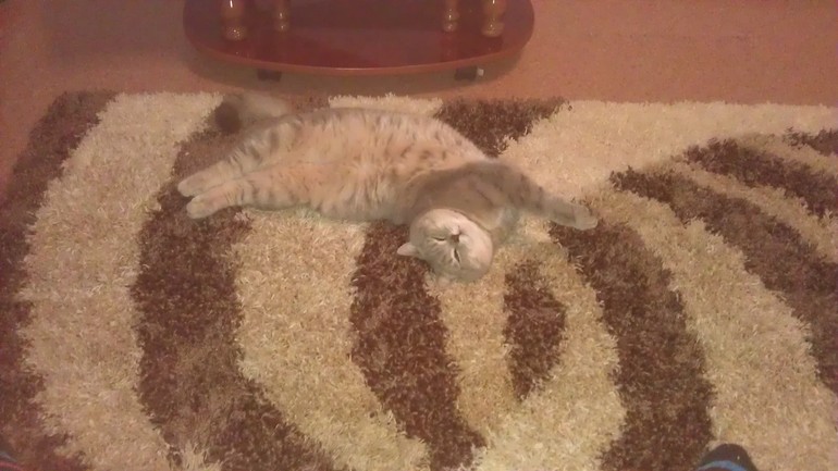 Моя любимая живность..)))