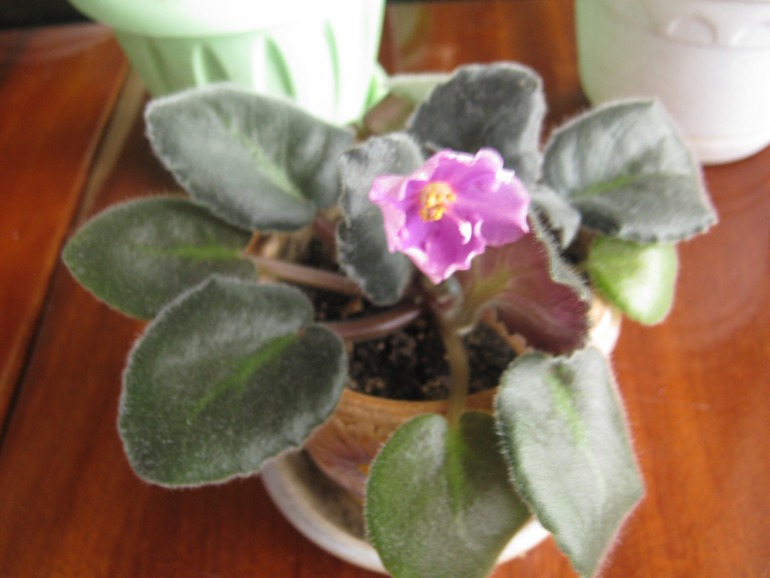 Девочки- фиалководы с опытом подскажите?