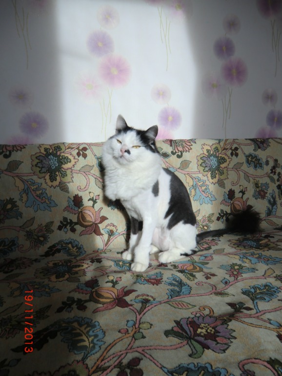 Новый имидж Кошака)