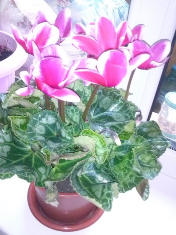 Кто это и как за ним ухаживать?