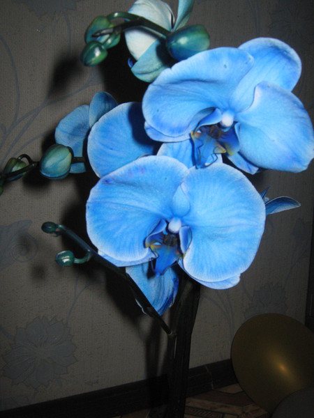 как бы я хотела каждую из таких...