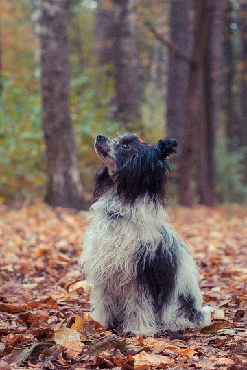 Просто покажемся- Барбариска :) Китайская хохлатая