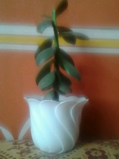 Денежное дерево ... что сделать , чтобы расло вширь ???