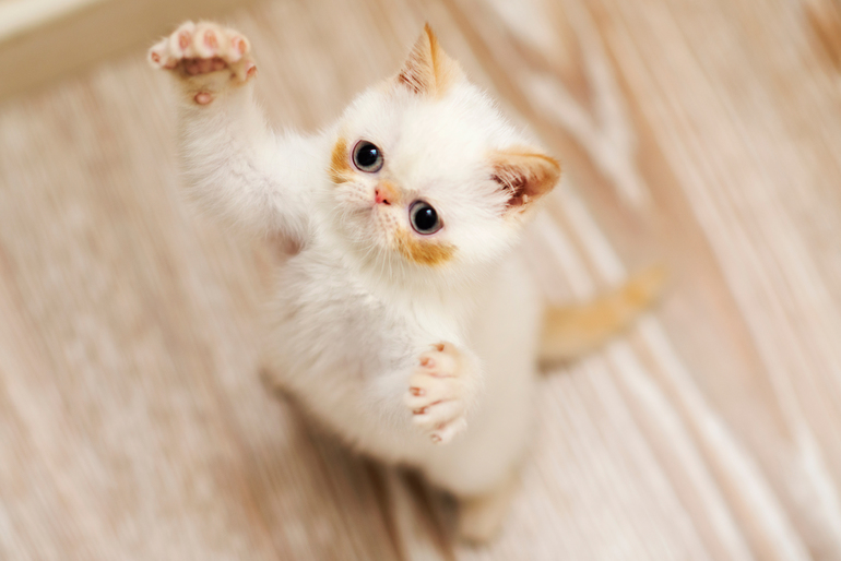 ЭКЗОТ, ОКРАС ГИМАЛАЙСКИЙ ГОЛУБОГЛАЗЫЙ