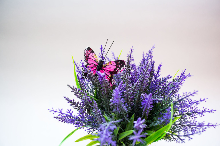 Запах лаванды