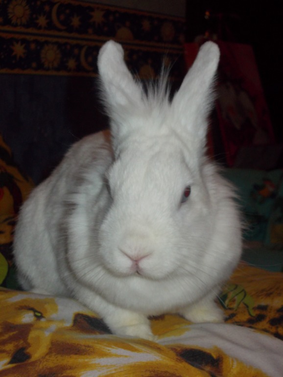 Машин друг....