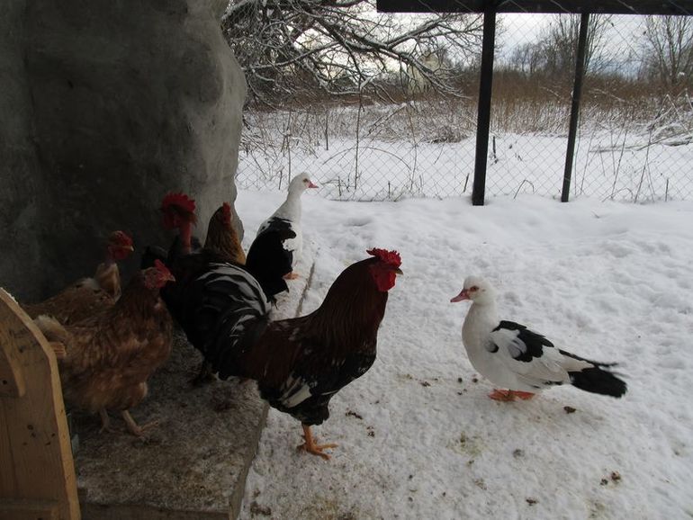 Куриная жизнь зимой