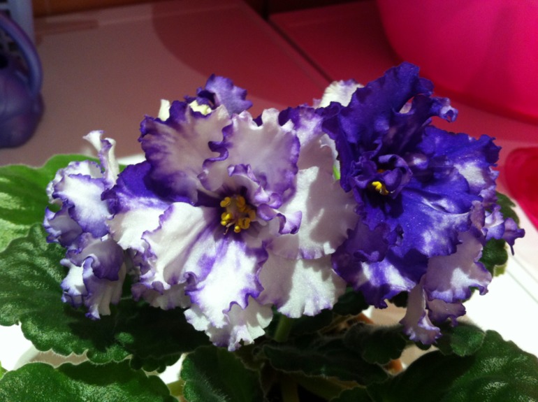 Необычное цветение Arctic Frost. Делюсь радостью.)))