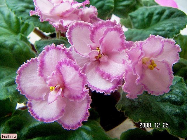 Продам детки от фиалок. Бабушкинская