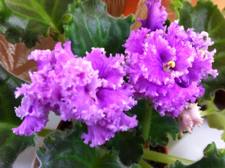 Цветут мои фиалочки.