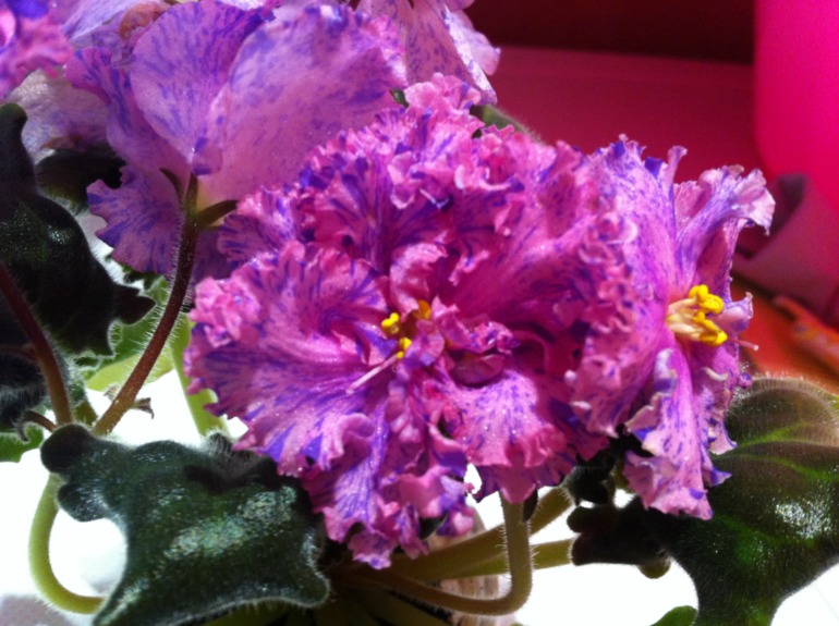 Цветут мои фиалочки.