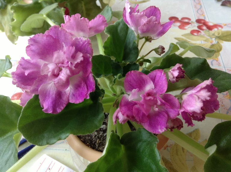 Девочки, заберите СРОЧНО!! СЕГОДНЯ детки и листики фиалок. Бабушкинская. ОБНОВИЛА ПОСТ 03.10