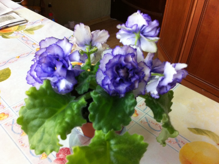 Цветут мои фиалочки.