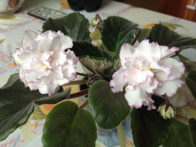 Цветут мои фиалочки.