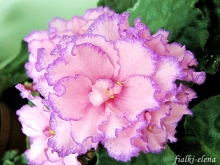 Девочки, заберите СРОЧНО!! детки и листики фиалок. Бабушкинская. ОБНОВИЛА ПОСТ 04.10