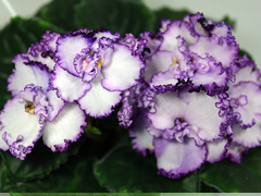 Продам детки от фиалок. Бабушкинская