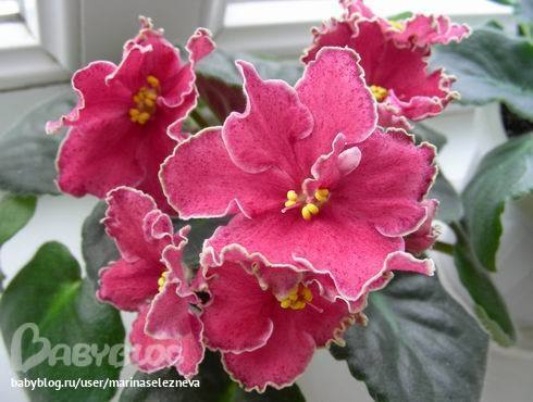 Продам детки от фиалок. Бабушкинская