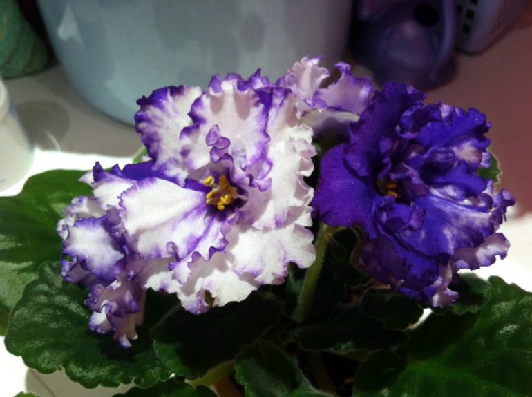 Необычное цветение Arctic Frost. Делюсь радостью.)))