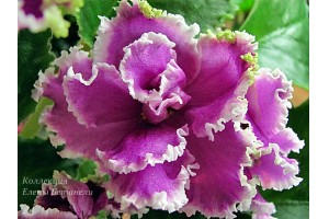 Продам детки от фиалок. Бабушкинская