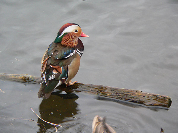 На прогулке (фото)