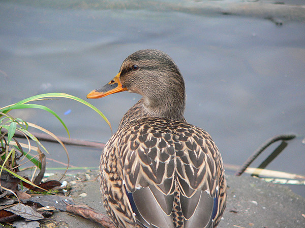 На прогулке (фото)