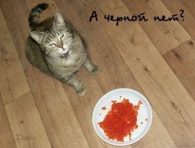 Смешные картинки!