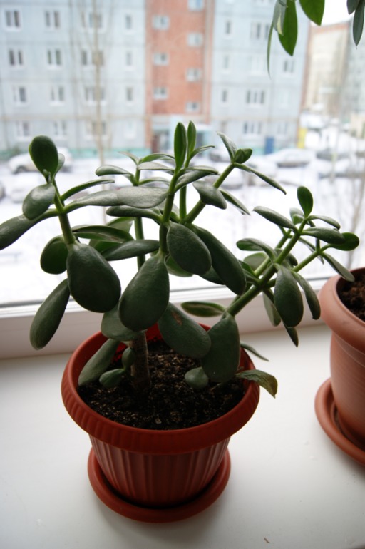 Мои любимки))