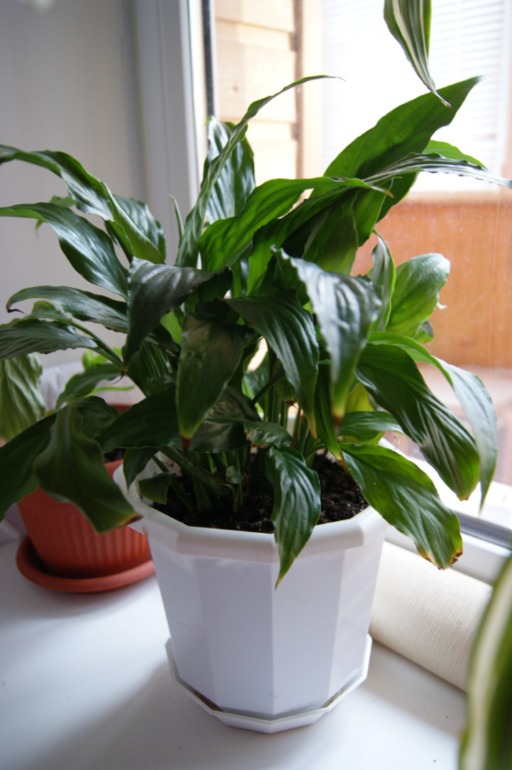 Мои любимки))