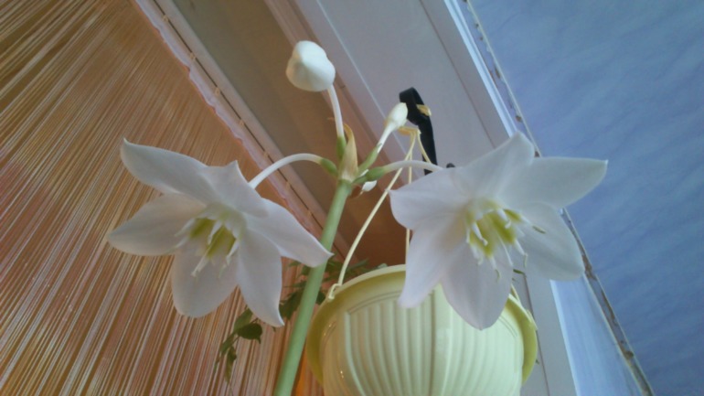 Подскажите пожалуйста что это за цветок?