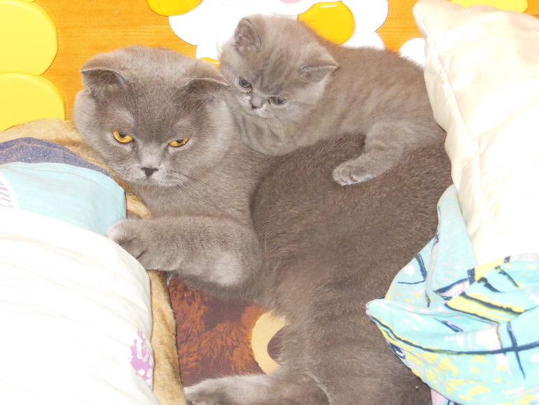 Наши девочки ))