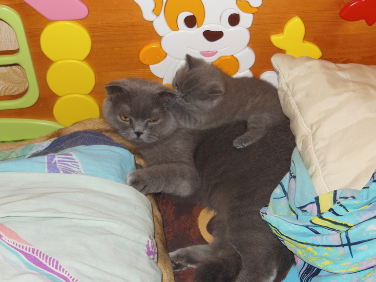 Наши девочки ))