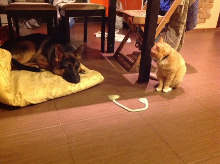 Собакину скоро 7 месяцев)))