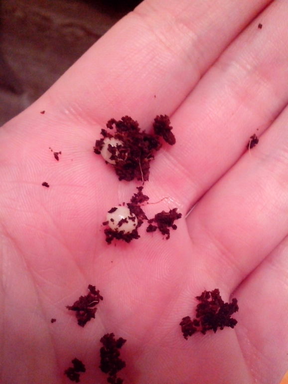 Прибирала в терре и нашла яички, правда всего 2...