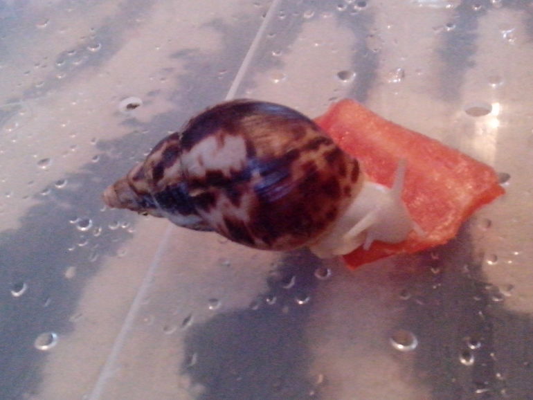 Знакомимся по-тихоньку )