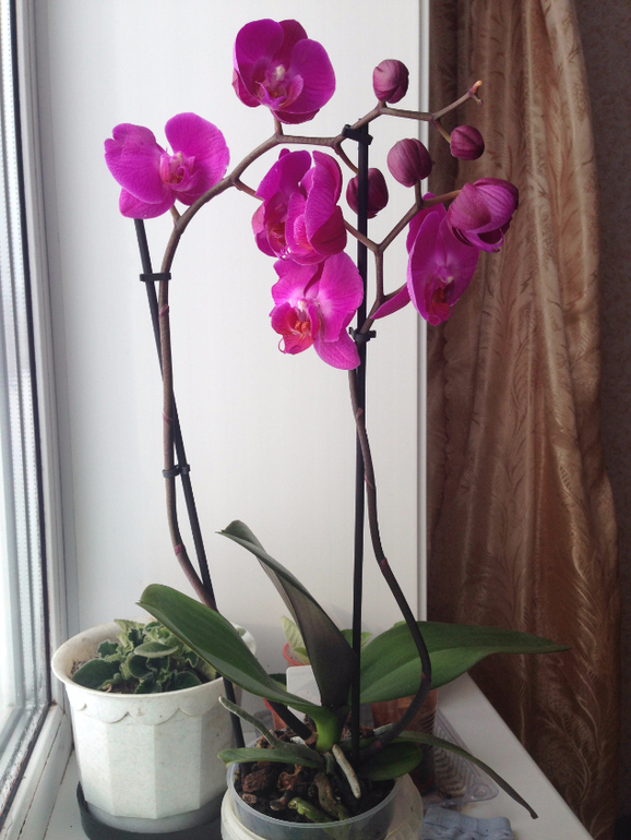 Подарили орхидею в горшке. Орхидея с воздушными корнями из икеа. Домашний цветок с листьями как у орхидеи. Орхидея с воздушными корнями купить. Подарили орхидею гламур коллекция.