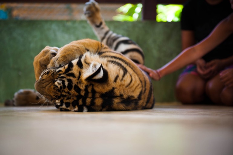 Парк Тигров на Пхукете «Tiger Kingdom»