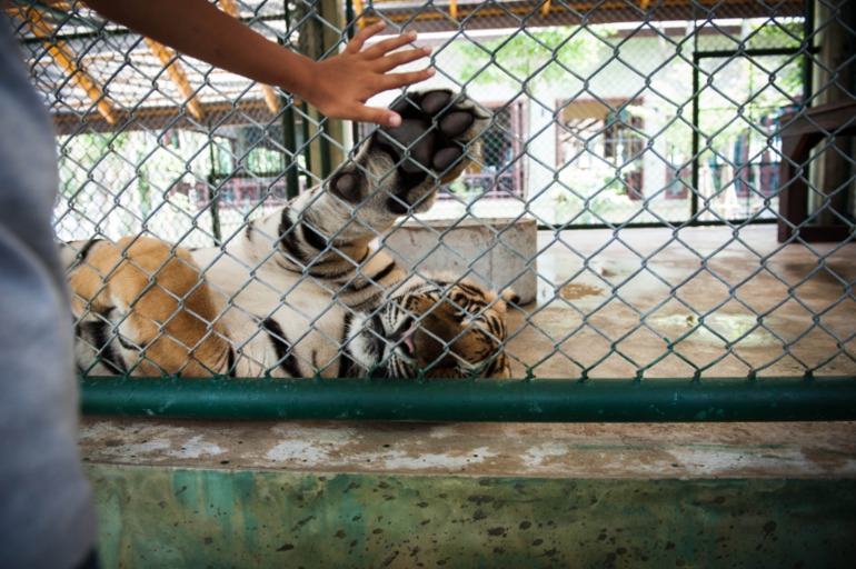 Парк Тигров на Пхукете «Tiger Kingdom»