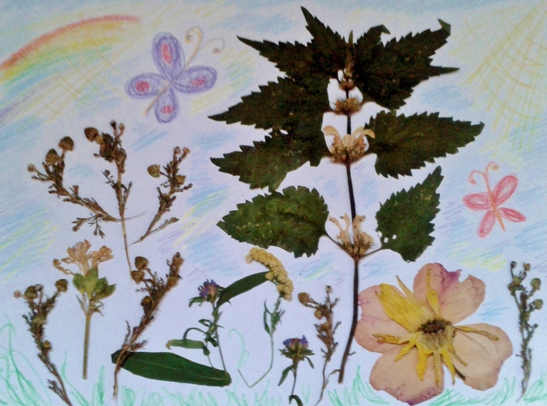 наш семейный гербарий ))